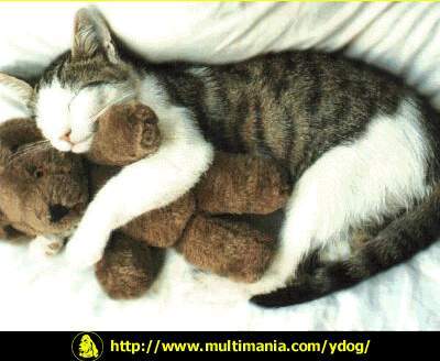 CatWithTeddy.jpg