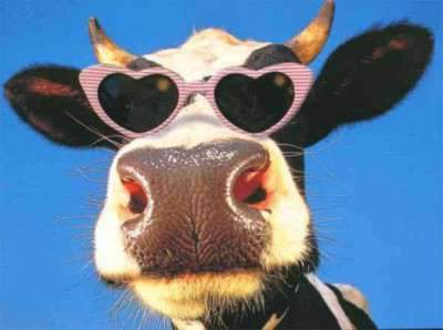 CowGlasses.jpg