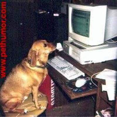 DogAtComputer.jpg