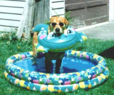 DogInPool.jpg