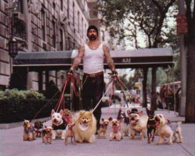 DogWalker.jpg